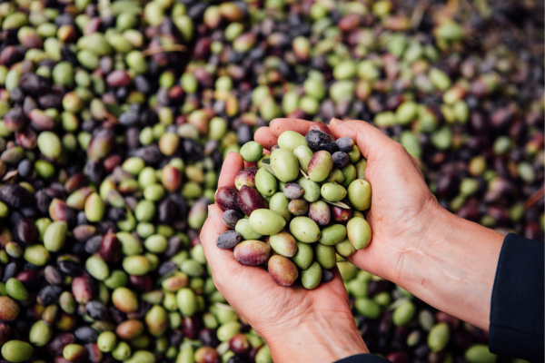 Festival of Olives at Jacuzzi Family Vineyards in Sonoma