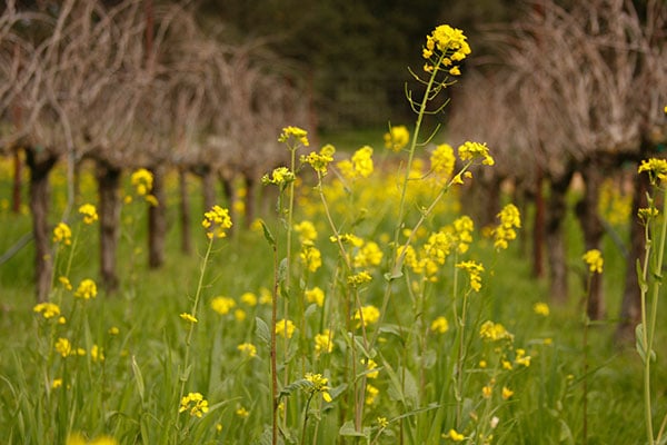 Jacuzzi farming cover crops