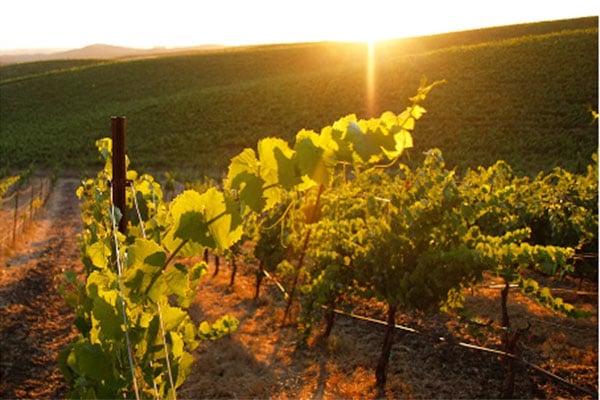 Jacuzzi Lodi Vineyards