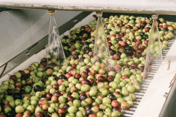 Olive Oil 101: Behind the Mill